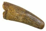Bargain, Juvenile Fossil Spinosaurus Tooth - Feeding Worn Tip #345892-1